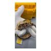 Invicta Subaqua Chronograph Blue Dial Gold-tone PVD Stainless Steel Men's Watch - Image 5